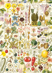 Puzzle 1000 el. Botaniczna rozkosz
