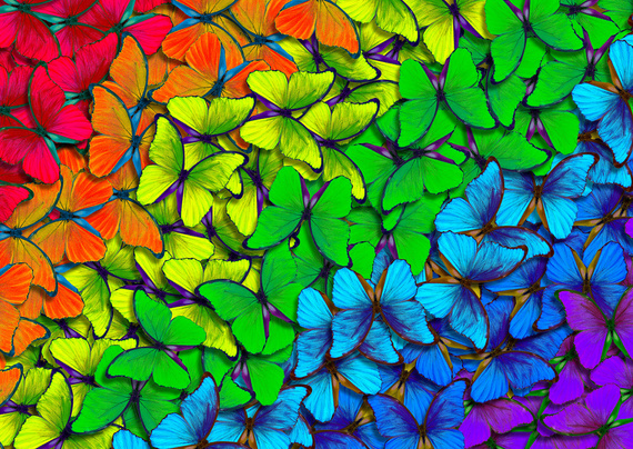 Puzzle 1000 el. Kolorowe motyle